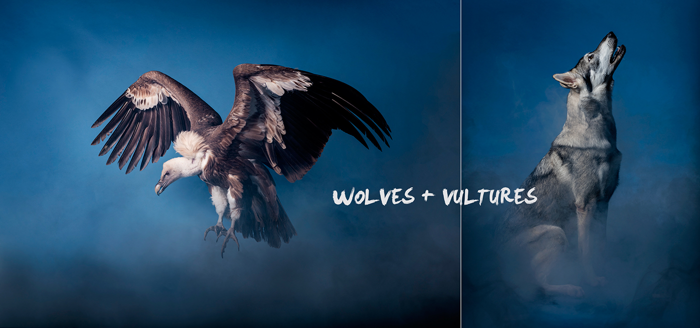 animals conservation art limited edition wolves vulture wolf Animal Lectures studio Live Shoot Andrew McGibbon wild mammal birds