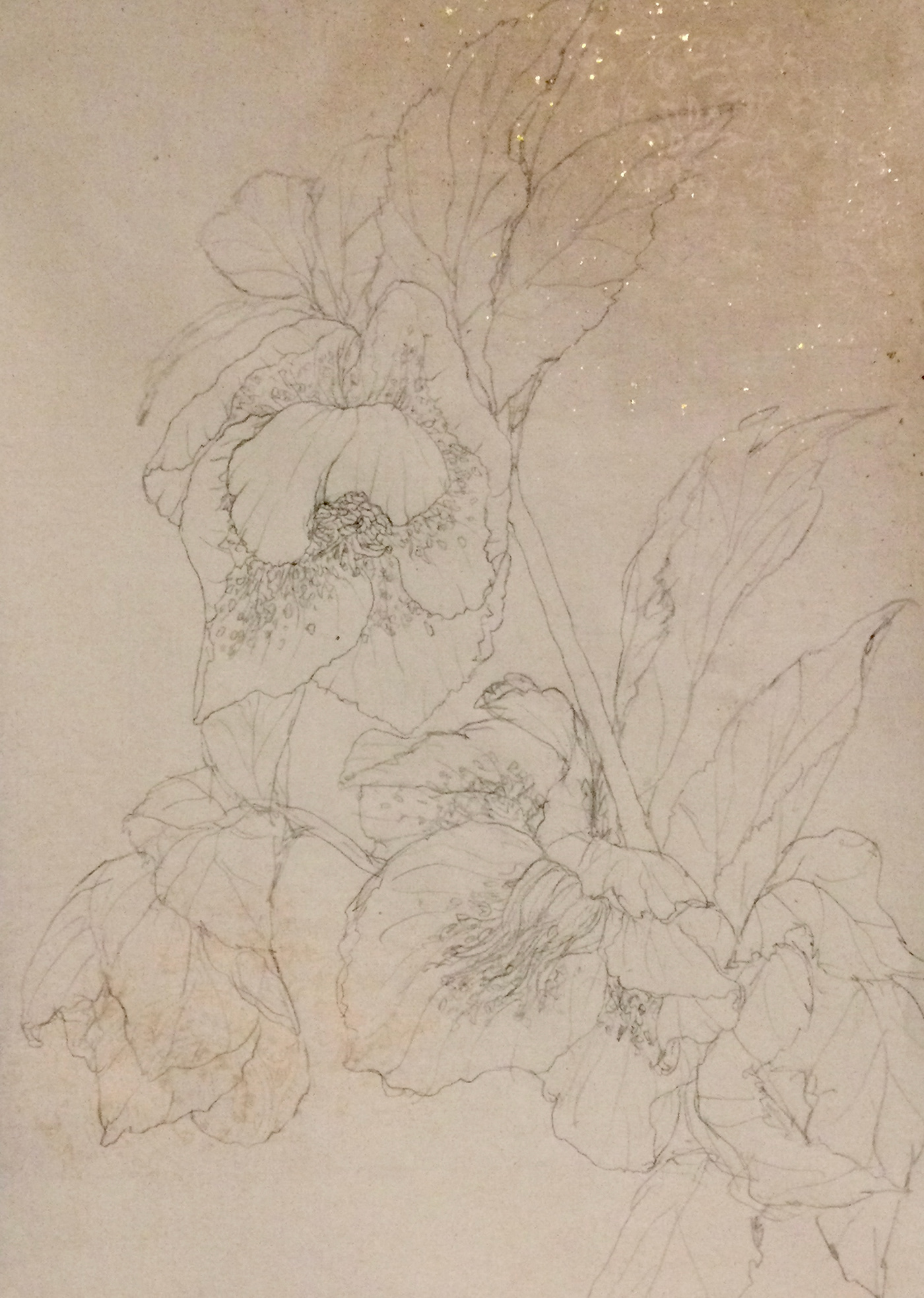 flower sketch pencil painting   Christmasrose