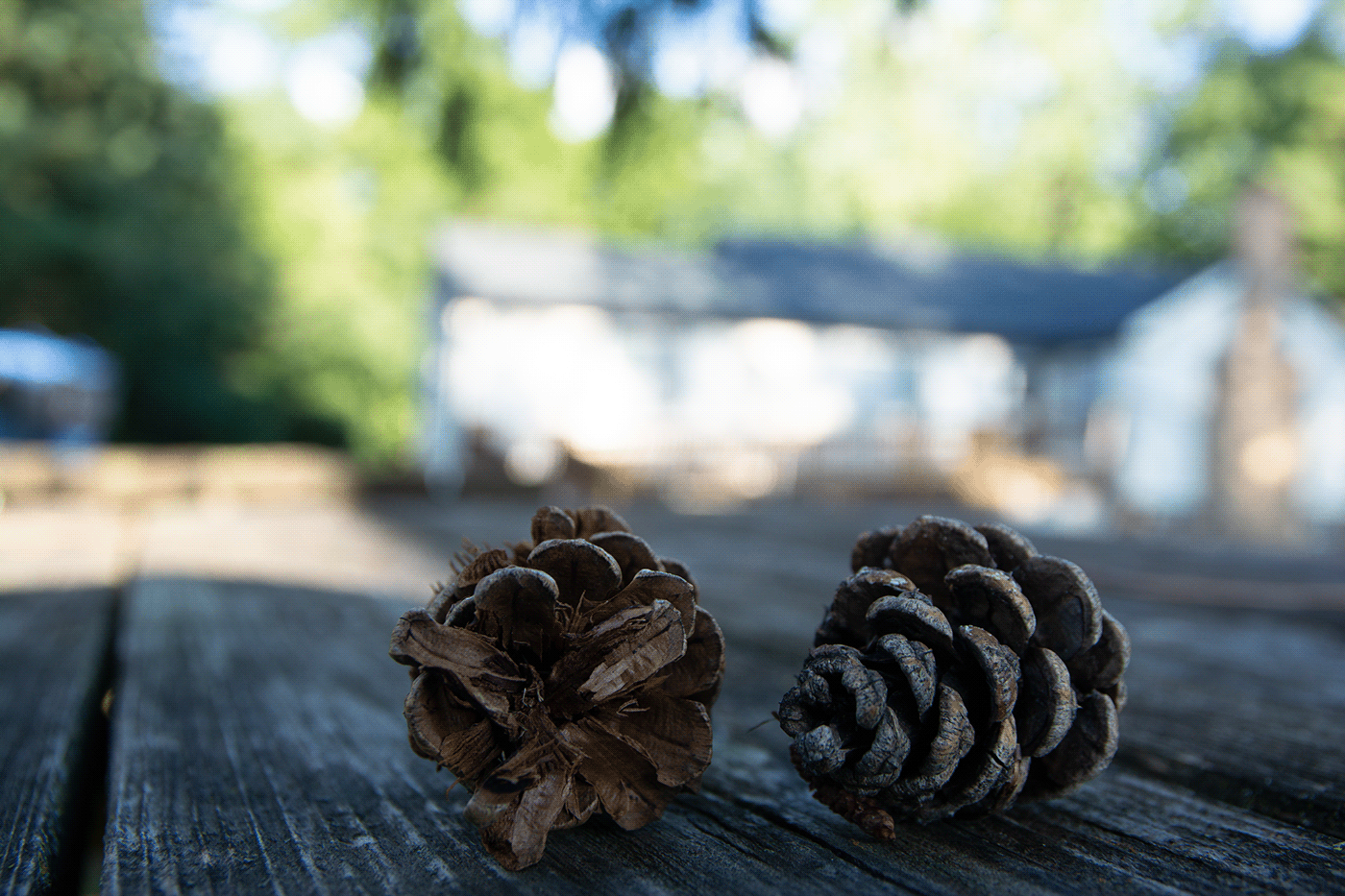 forest Nature pine cone trees woods