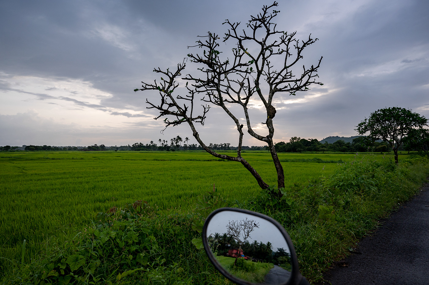 grass Landscape Photography  Nature beauty Goa Documentary  monsoon rains SKY