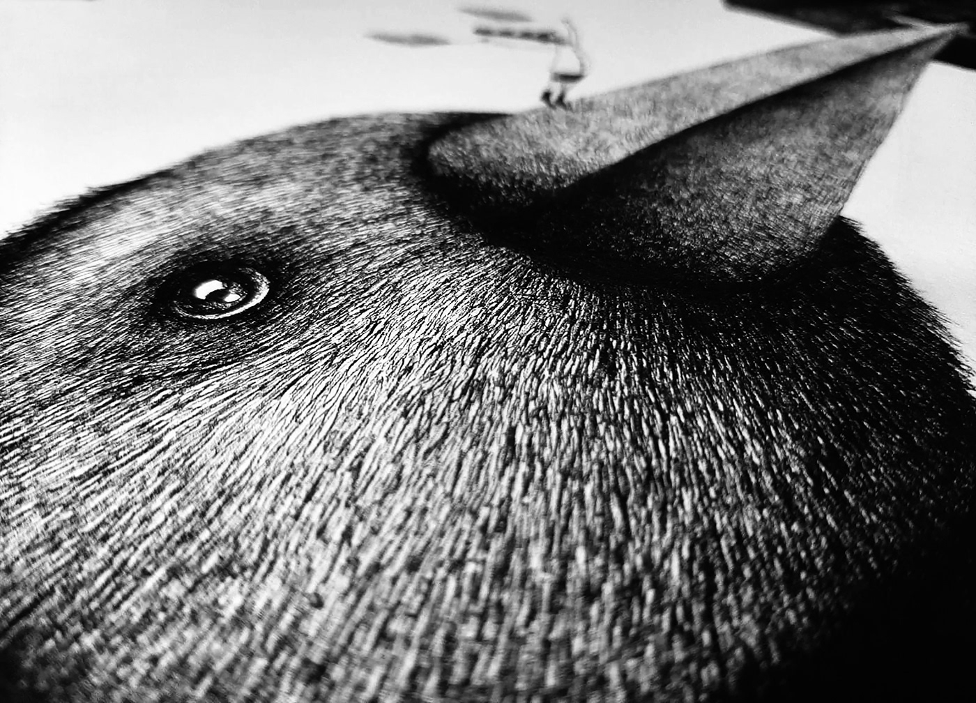 animals arte artist black and white Drawing  ilustracion ilustration ink paper pen