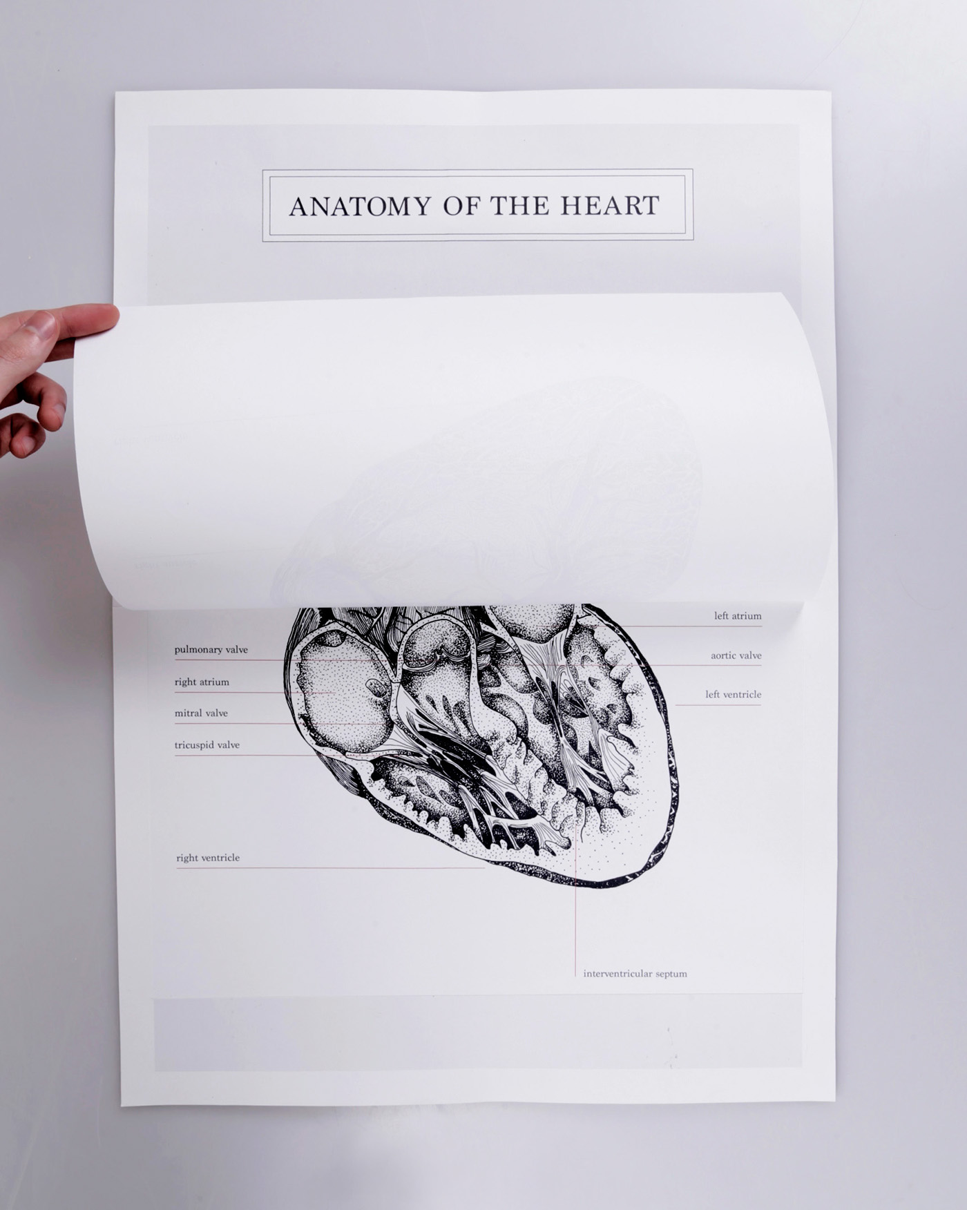 heart anatomy visual representation expressions ESAD idiomatic book poster red White scientific Love portfolio small