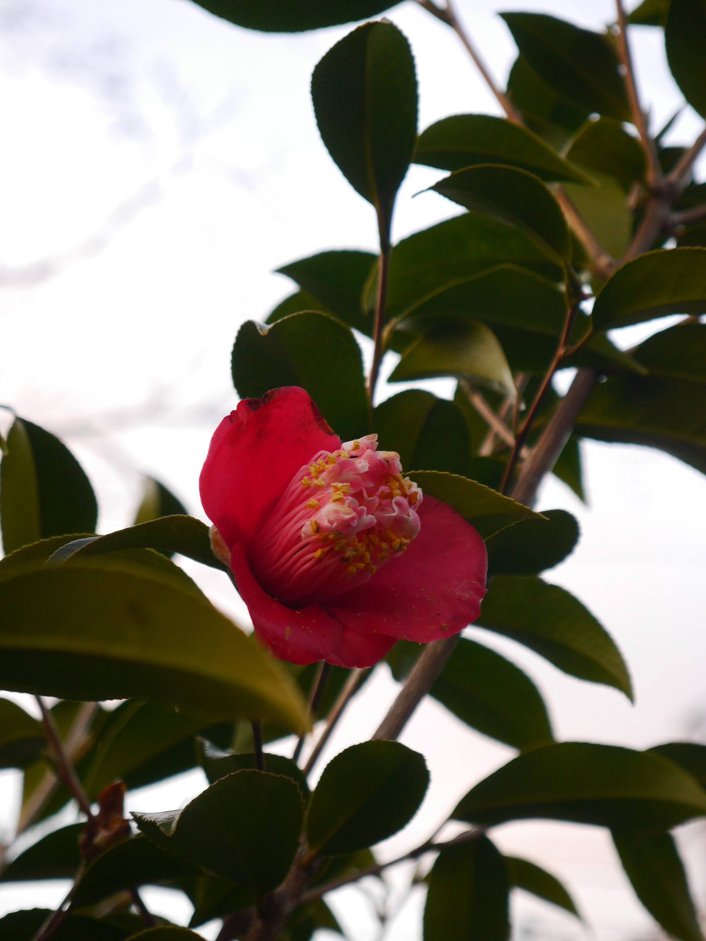 flower Camellia