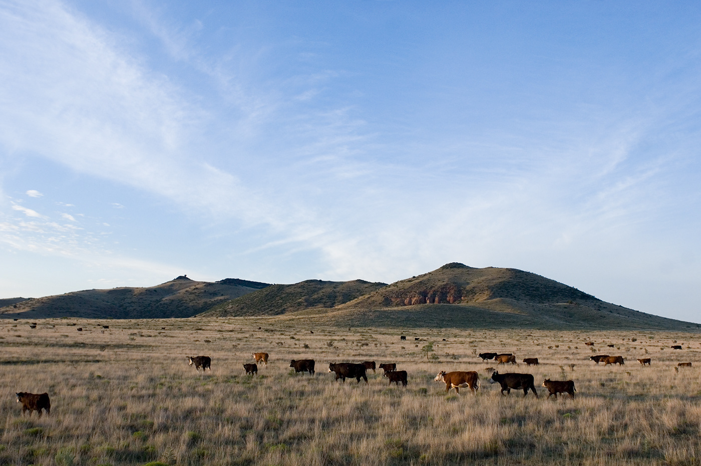 grass fed beef ute creek new mexico cattle ranch Sustainability Commercial Photography