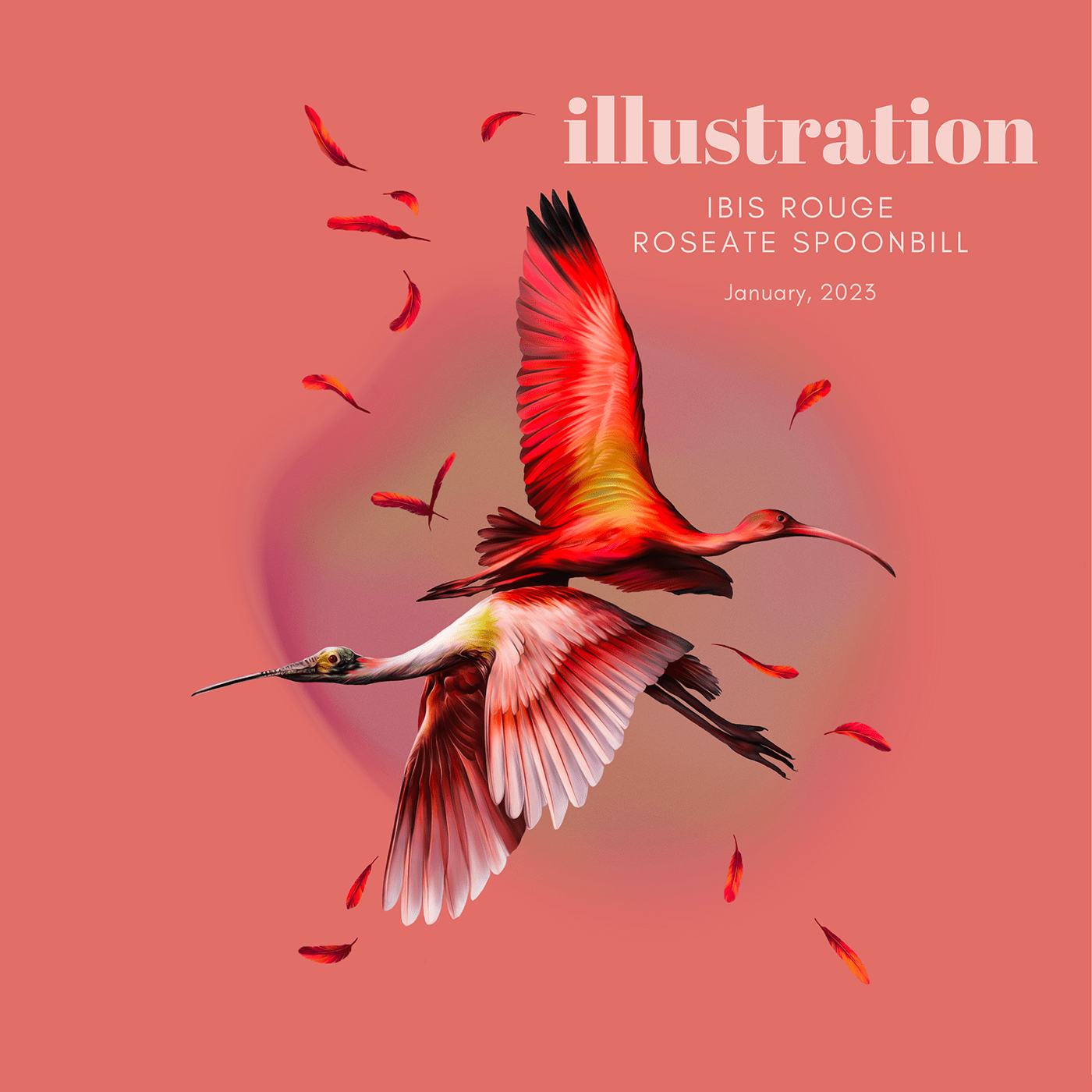 bird birdillustration colorful graphic design  ILLUSTRATION  Nature pink red wildlife