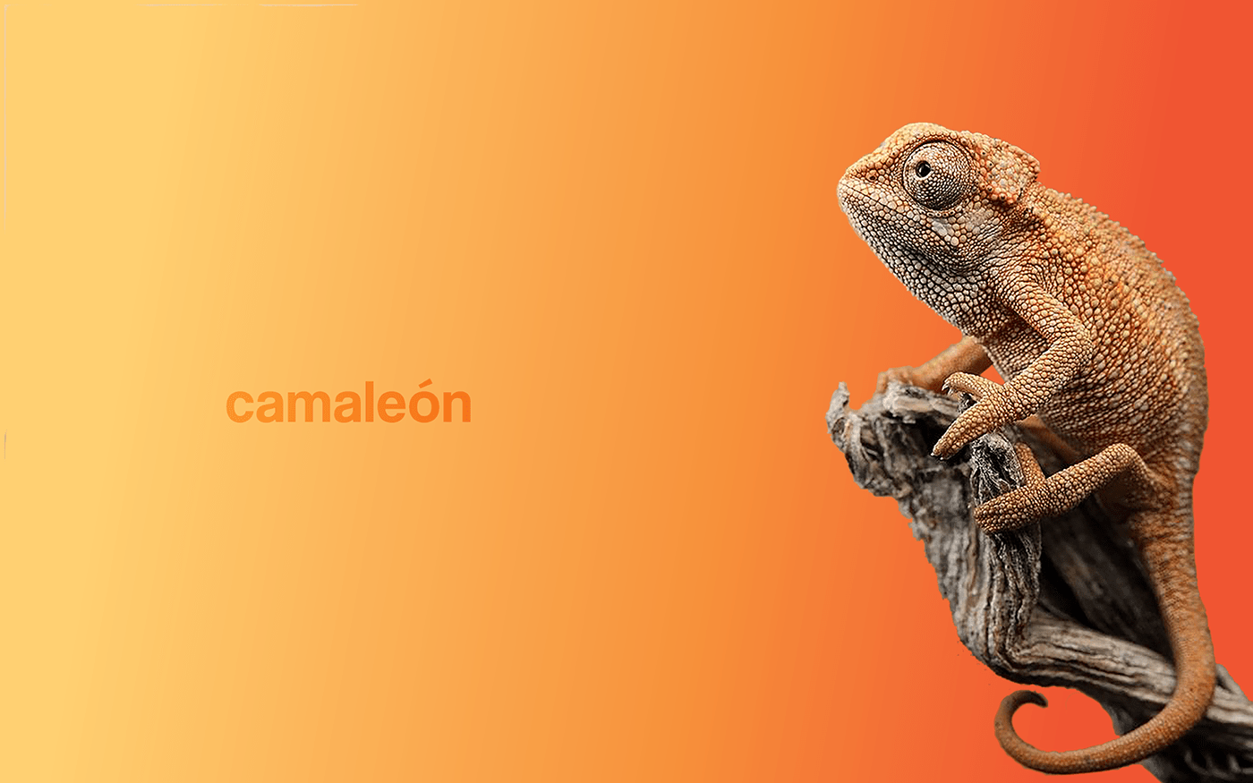 camaleon cosmetics Fragrance Packaging