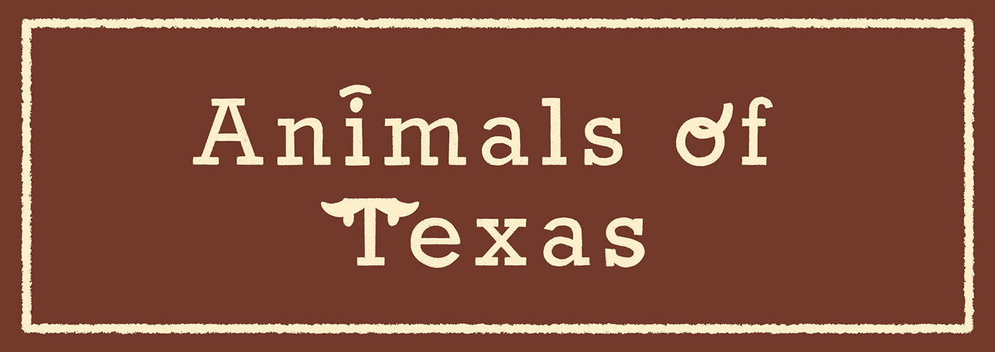 animals armadillo biodiversity cardgame Longhorn mockingbird texas texas animals usa wildlife