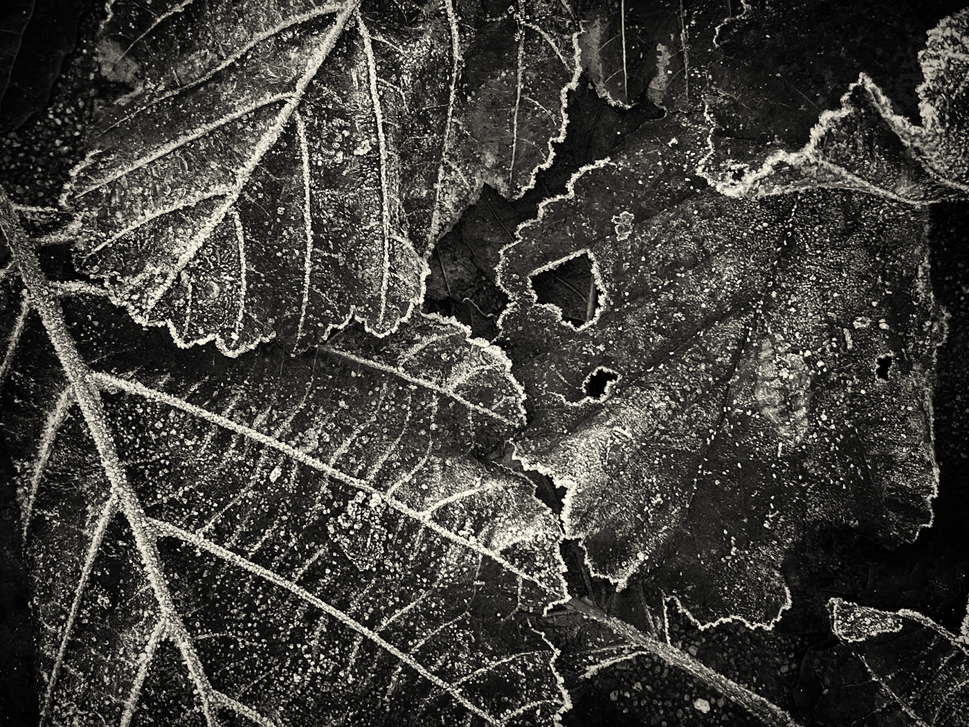 winter blackandwhite cold leaf dark