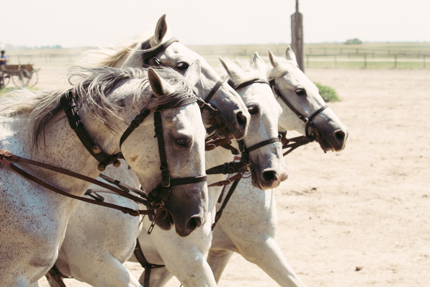 Event farm horse hungary Photography  photojurnalism