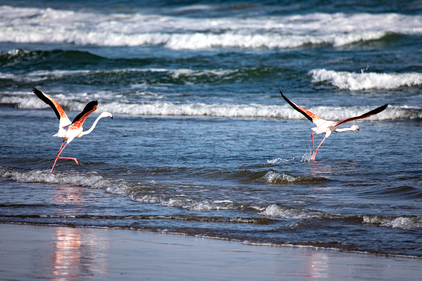 Flamingos on seashore