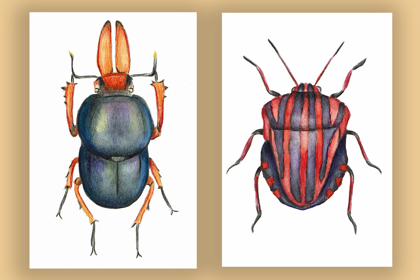 Coleoptera ILLUSTRATION  Insects watercolor