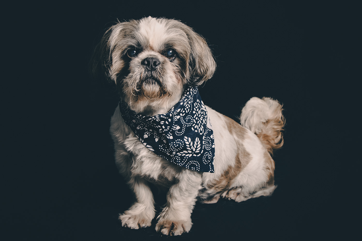Shih Tzu animal portrait animal photography dog