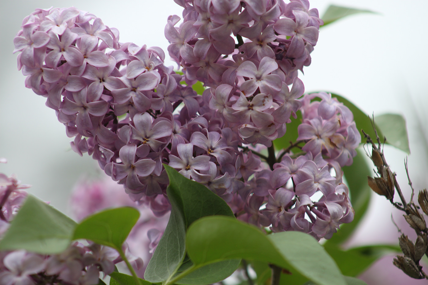 lilacs bloom spring May Flowers