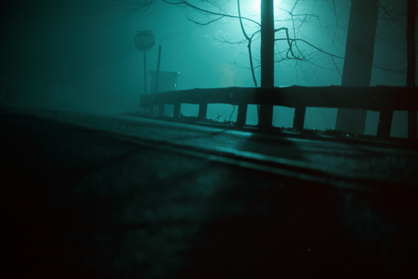 wood mist fog lights Tree  night Leica movie mystery deer