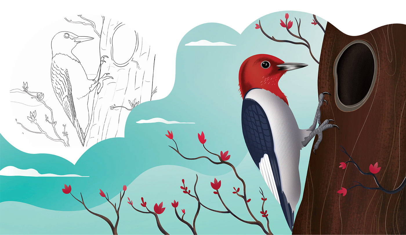 Red Headed Woodpecker bird illustration and motion graphics design animation