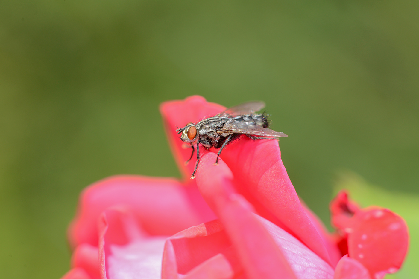 insetti mantide religiosa coccinella cimice Ragni libellula cavaletta locusta macro natura