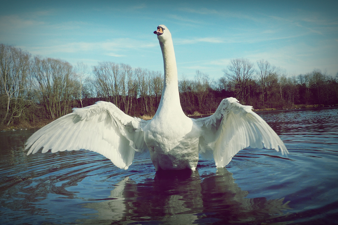 lake water Nature Photography  beauty White animals swan bird vignette