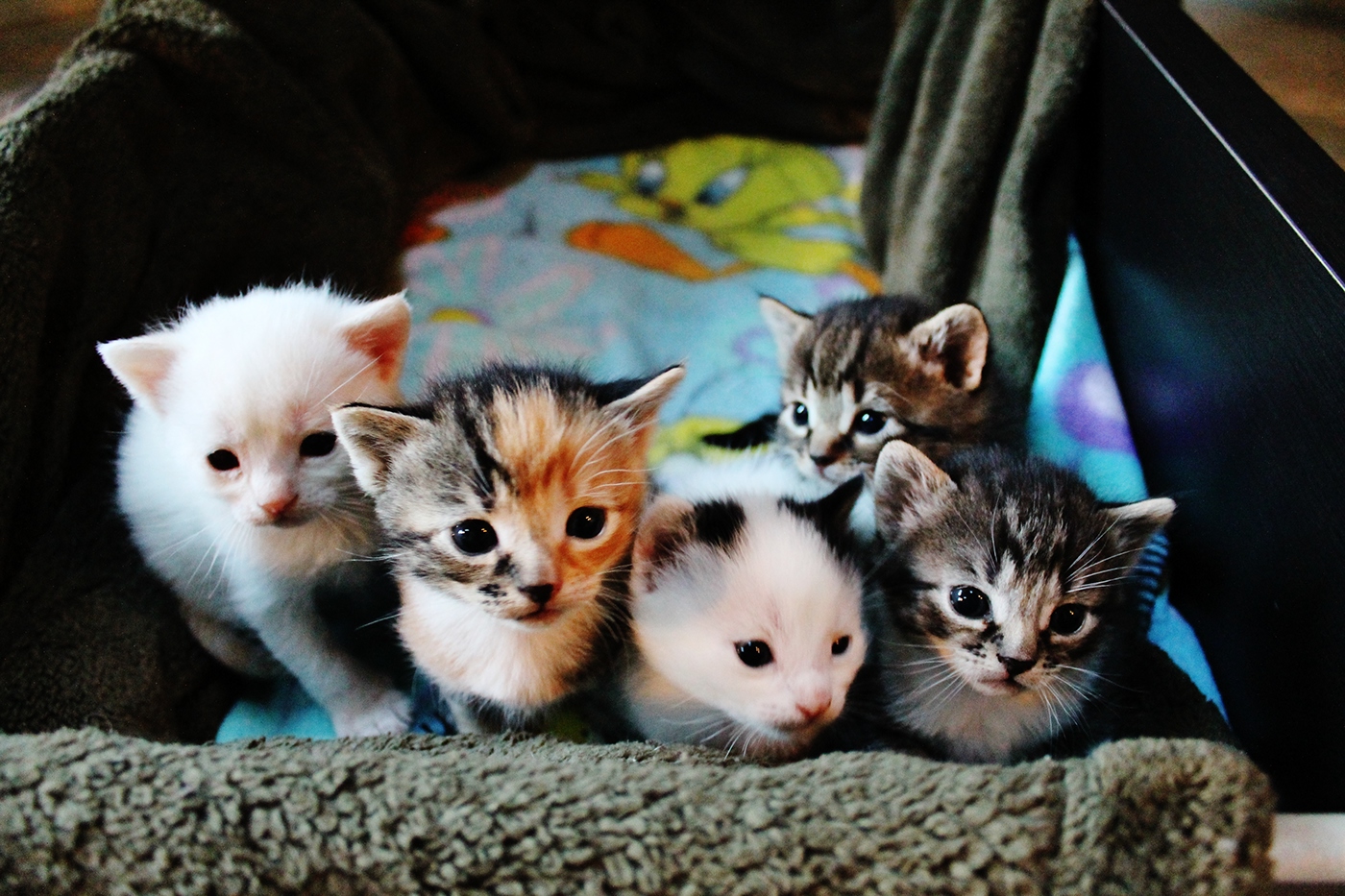 kittens overload pathetic babies