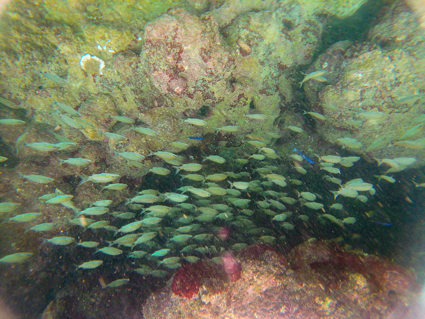 diving sea coral scuba diving underwater fish water Ocean Nature beach