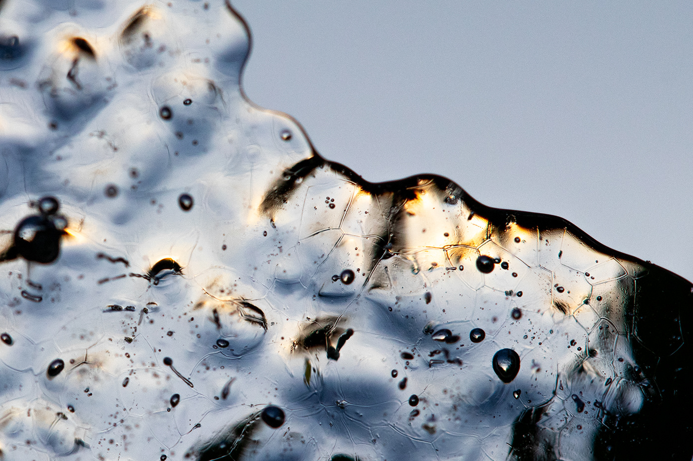 bretagne freezing frost macrophotographie macrophotography neige