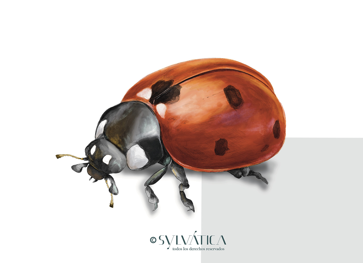 entomology scientific illustration Procreate art ilustracioncientífica