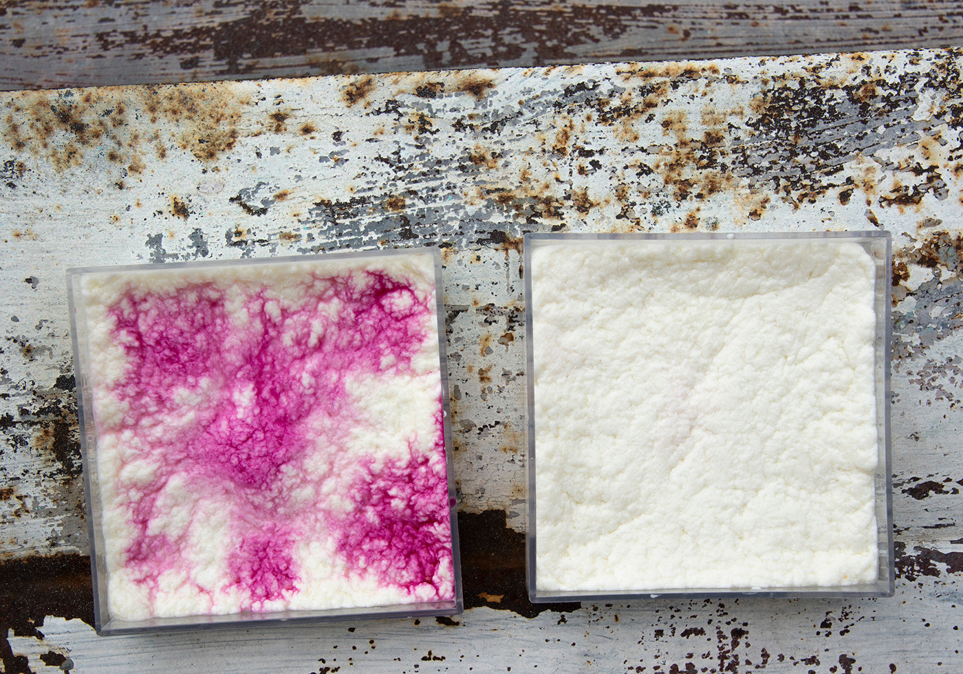 BioFabrication algae Fungi dyeing textile cellulose kombucha materials biomaterial