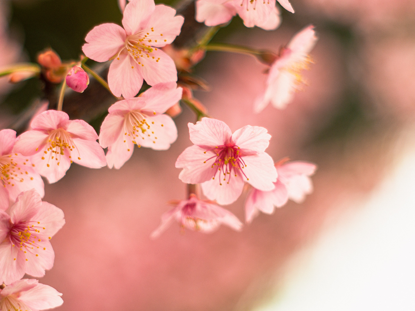 bloom blossom cherry japan kawazu pink spring tokyo