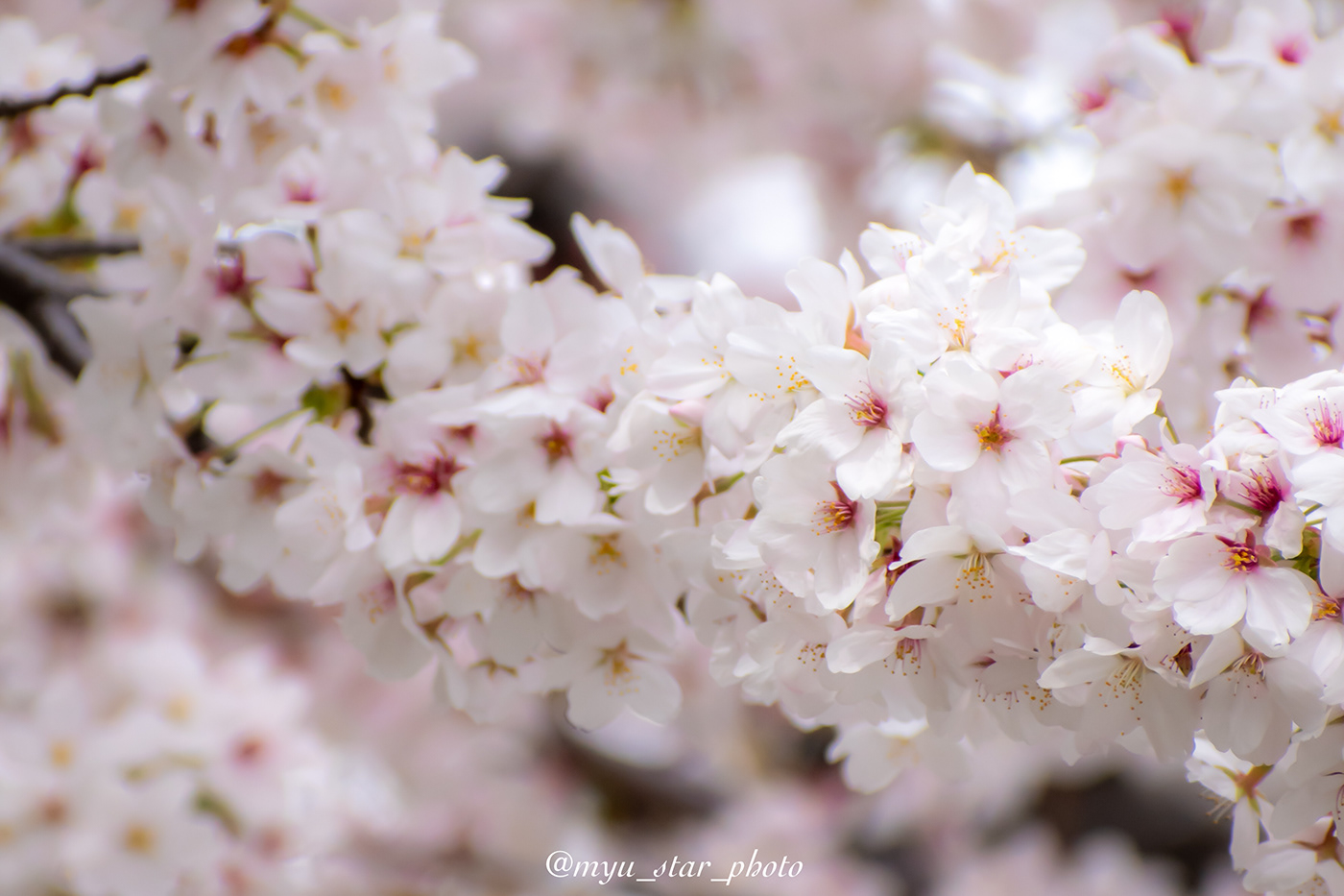 spring flower cherryblossoms