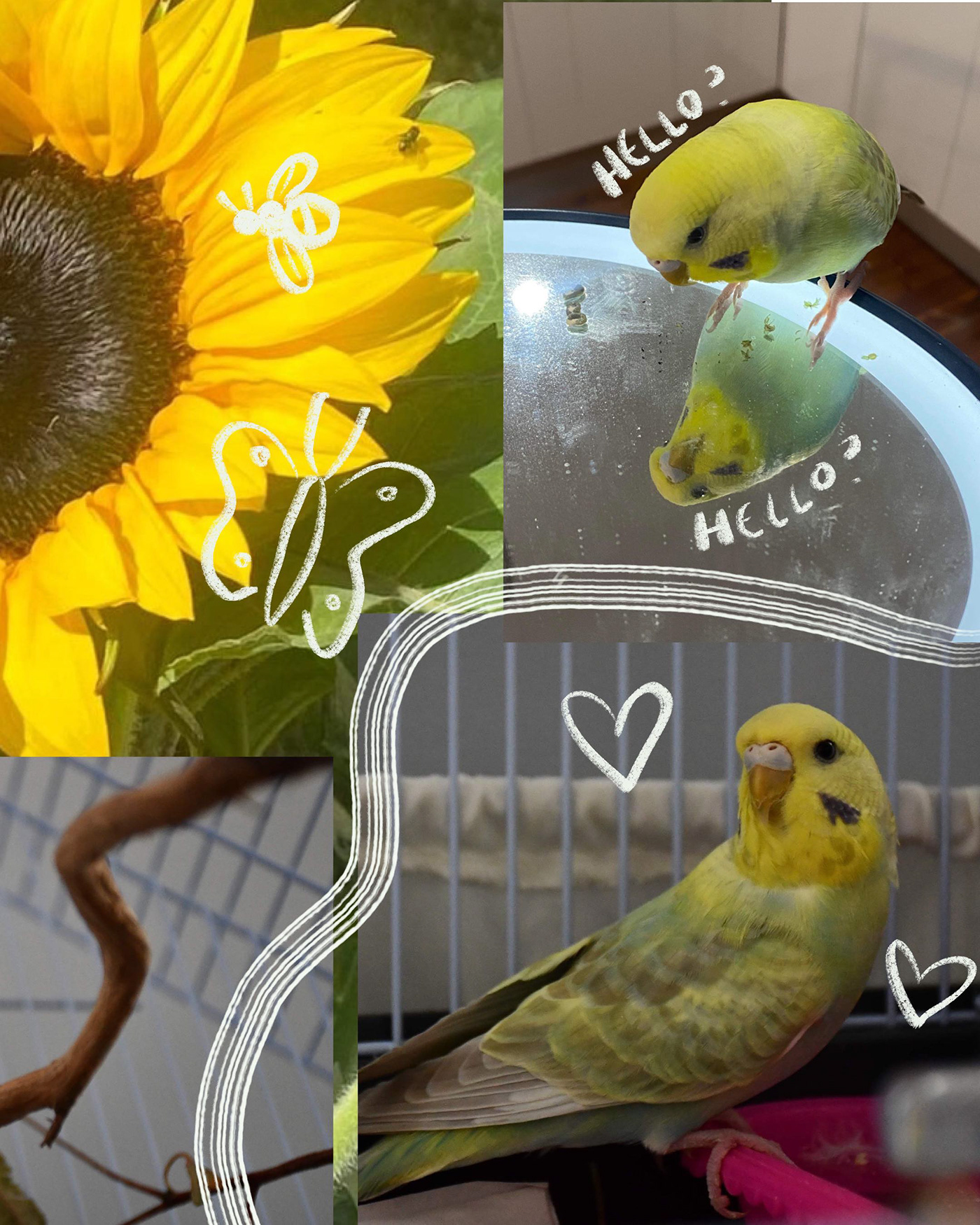 Bird Photography collage graphic design 