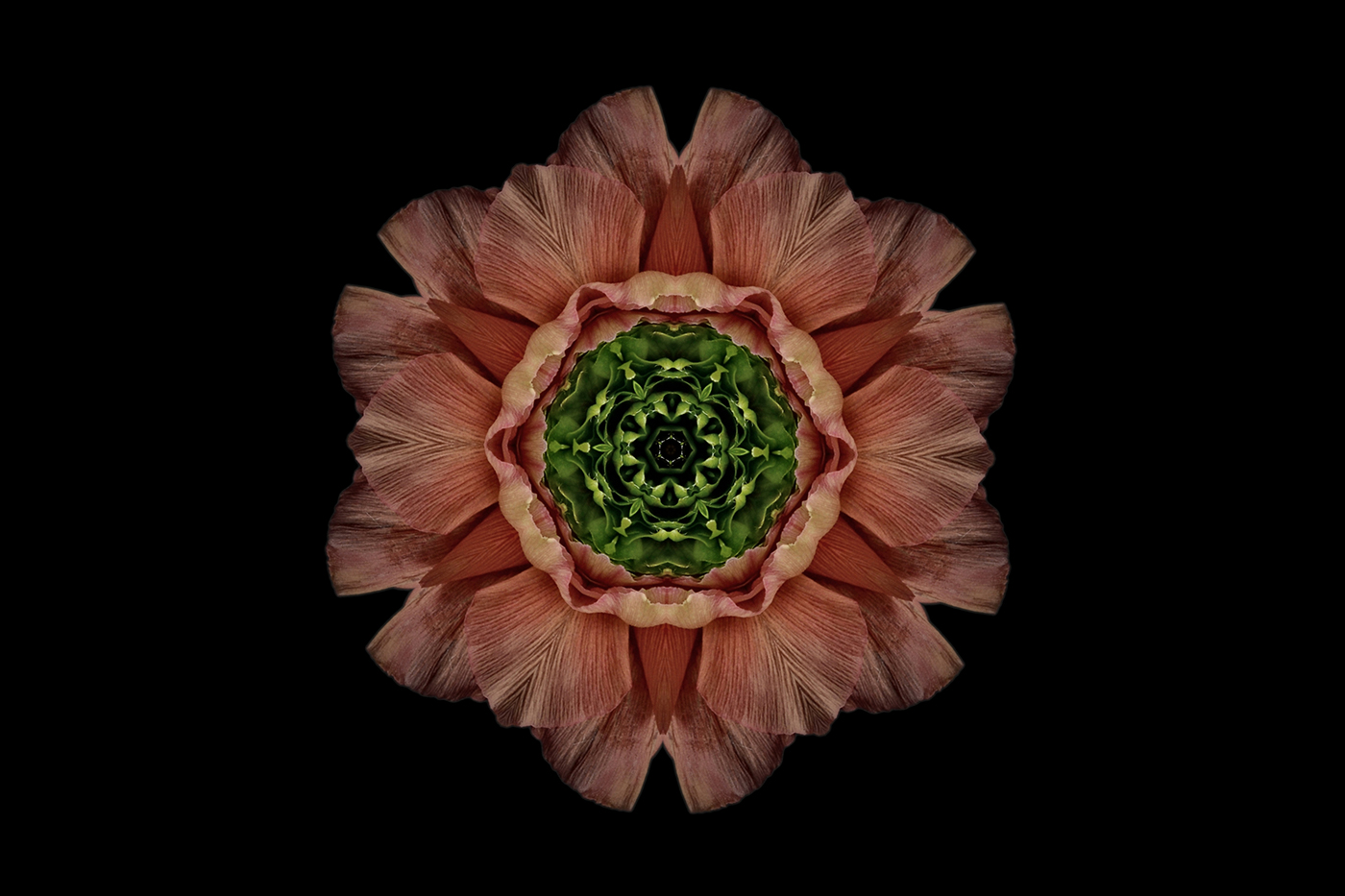 kaleidoscope Flowers dahlia anemone ranunculus poppy gerbera floral blossoms