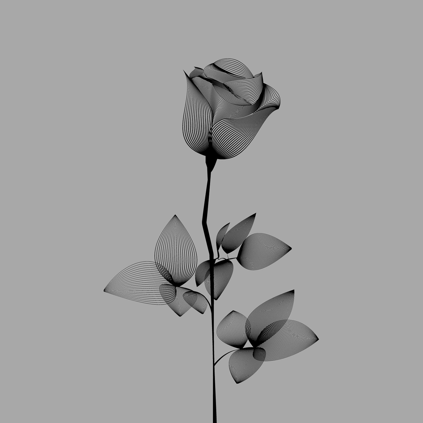 flower graphicdesign line lineart Lineflower linerose Minimalism minimalist rose