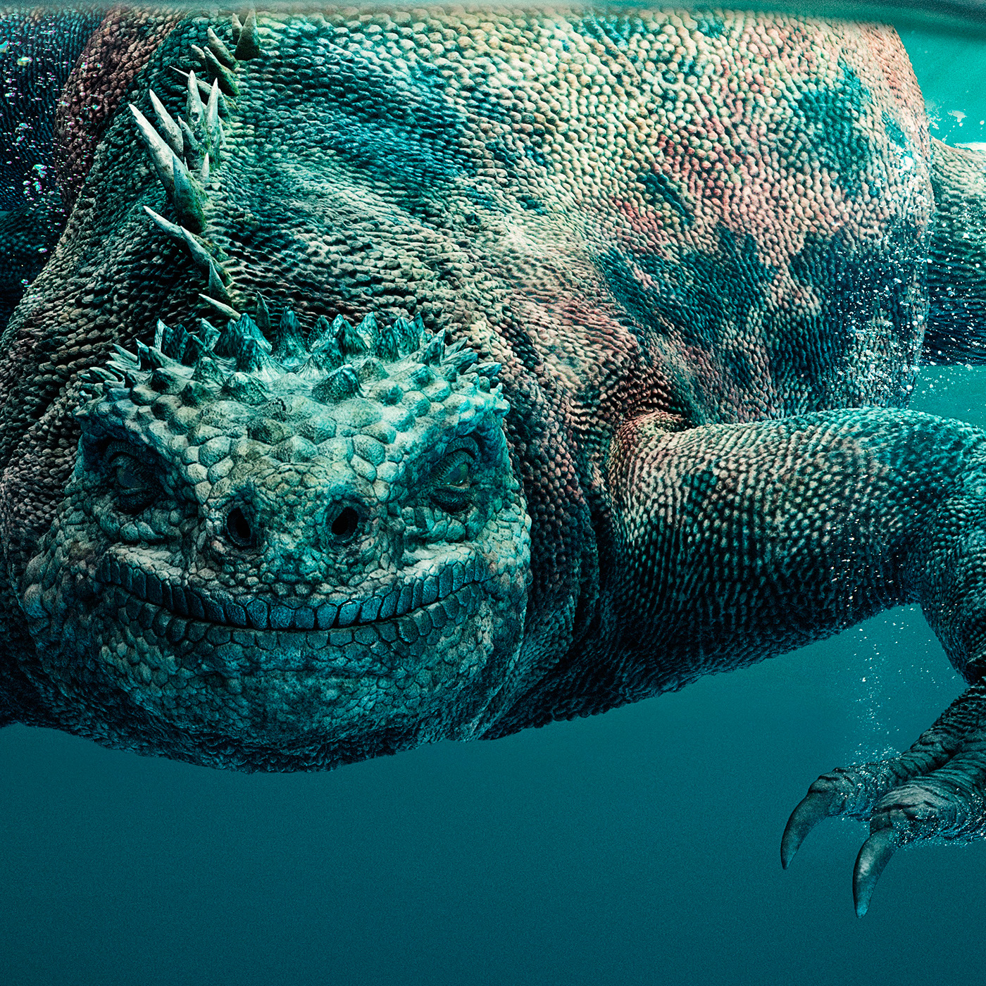 Ecuador tourism animals alligator Cayman ballena Whale Turtle tortuga iguana Galapagos sea