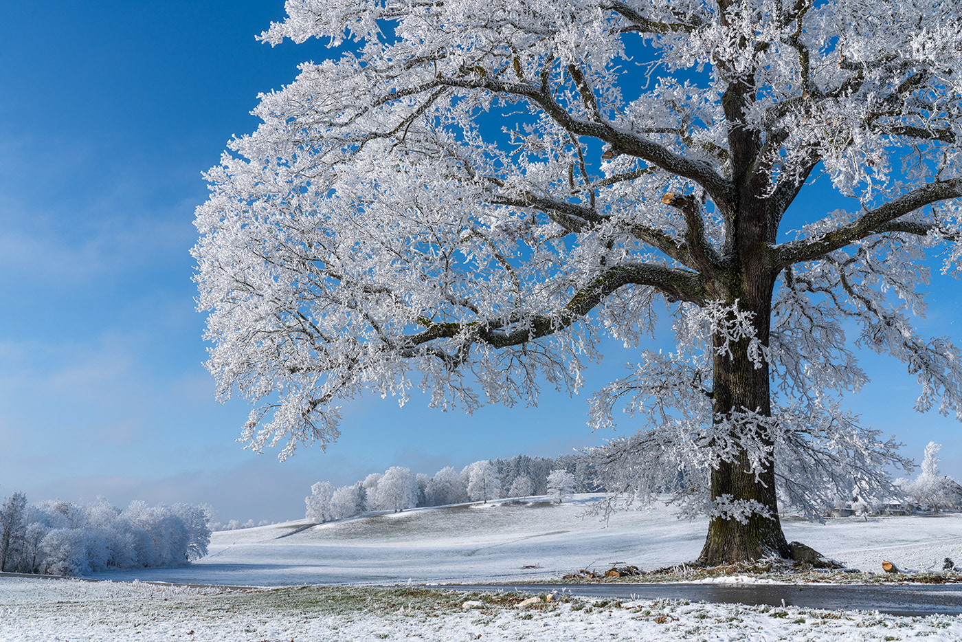 winter landscapes Nature Photography  germany trees allgau fog white frost