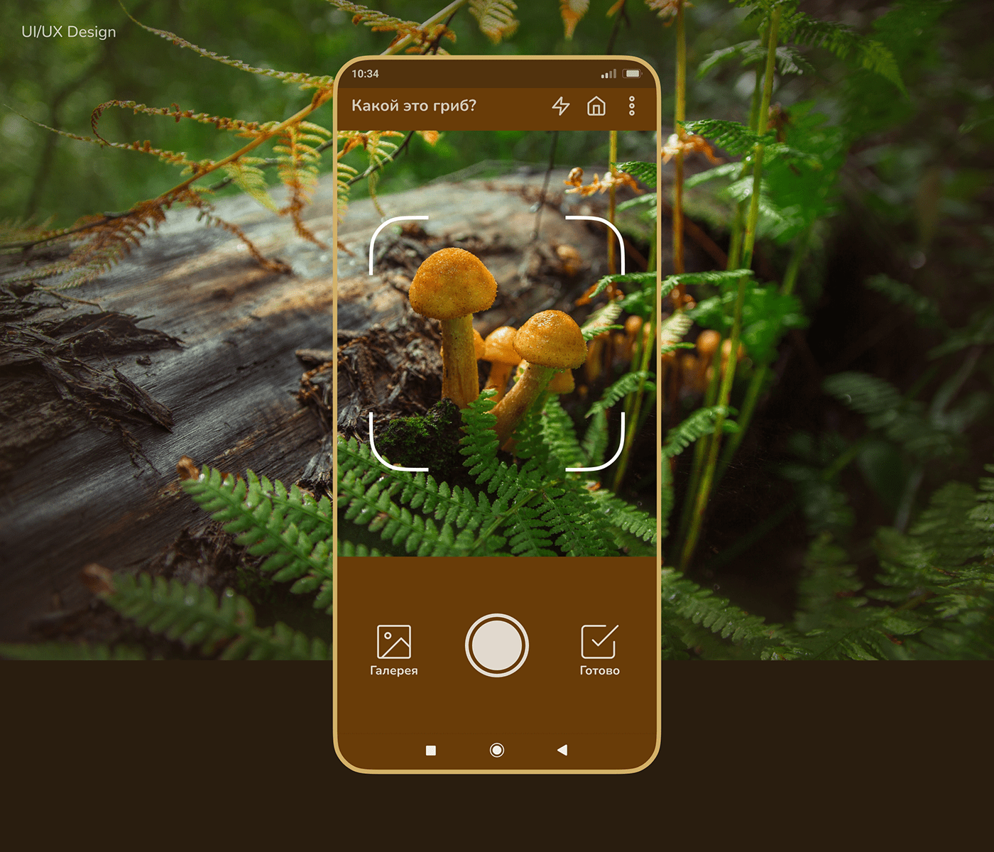 application Mobile app Mushroom Guide Mushrooms Nature ux/ui грибы мобильное приложение
