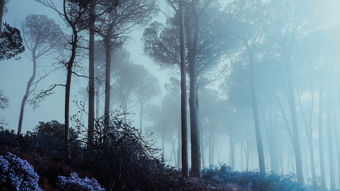 elsa bleda fog forest Landscape mist mystical Nature purple south africa trees