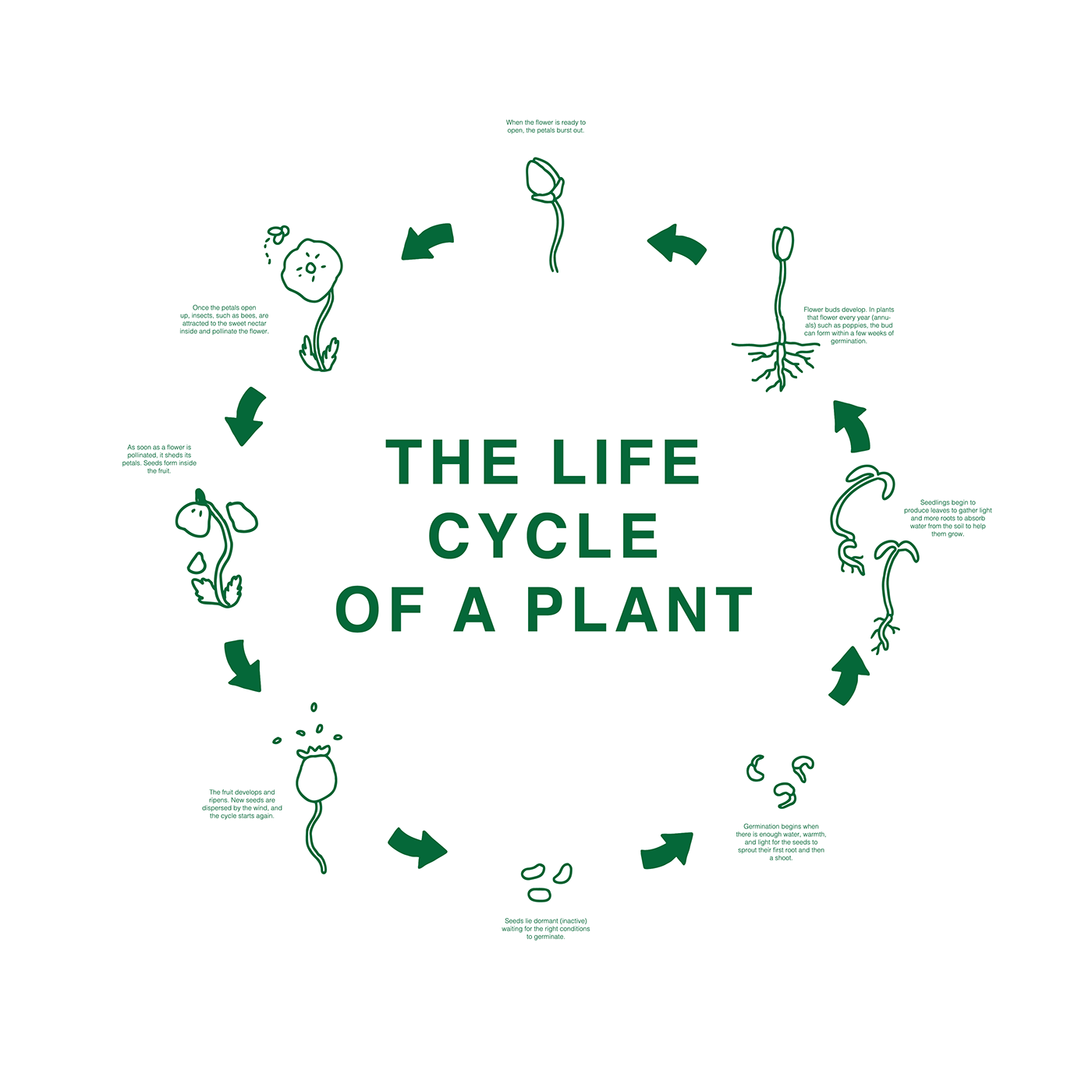 Plant diagram hand drawn science medical illustration minimal cycle illustration