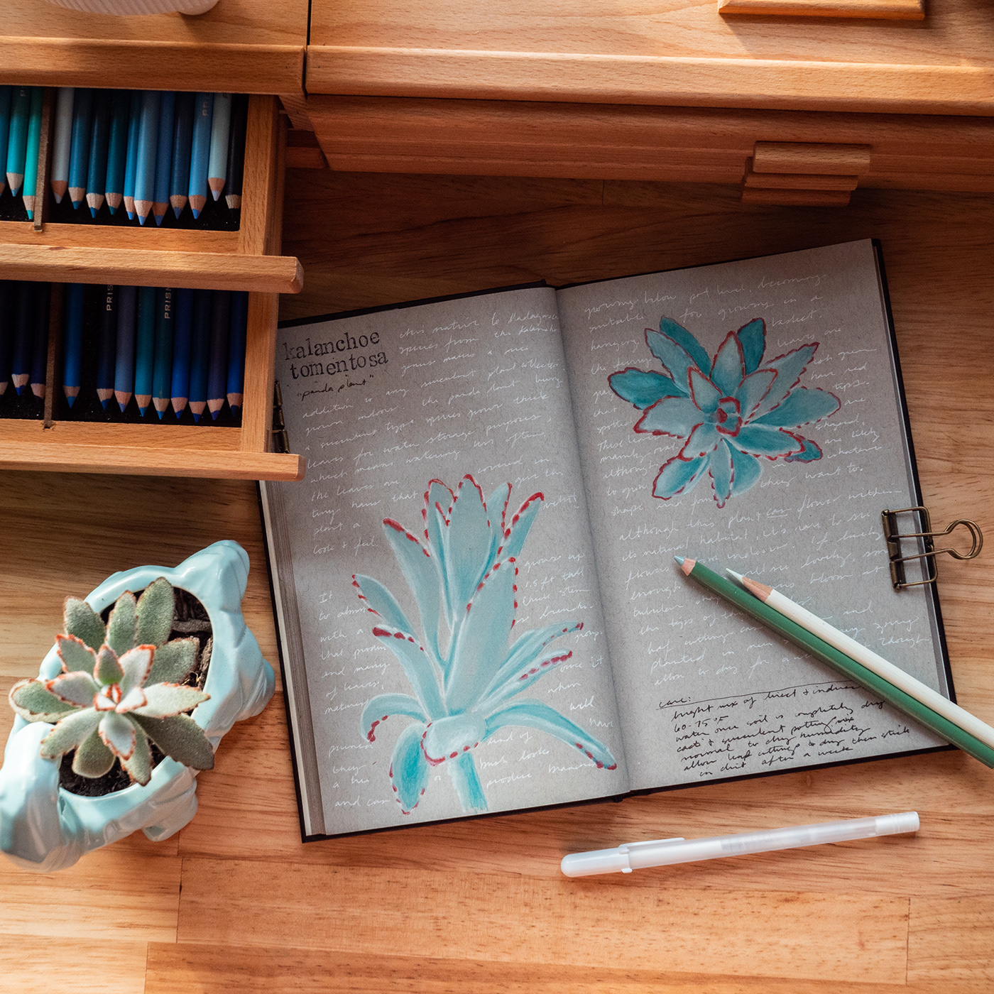 botanical houseplants ILLUSTRATION  ink Photography  plants prismacolor sketchbook