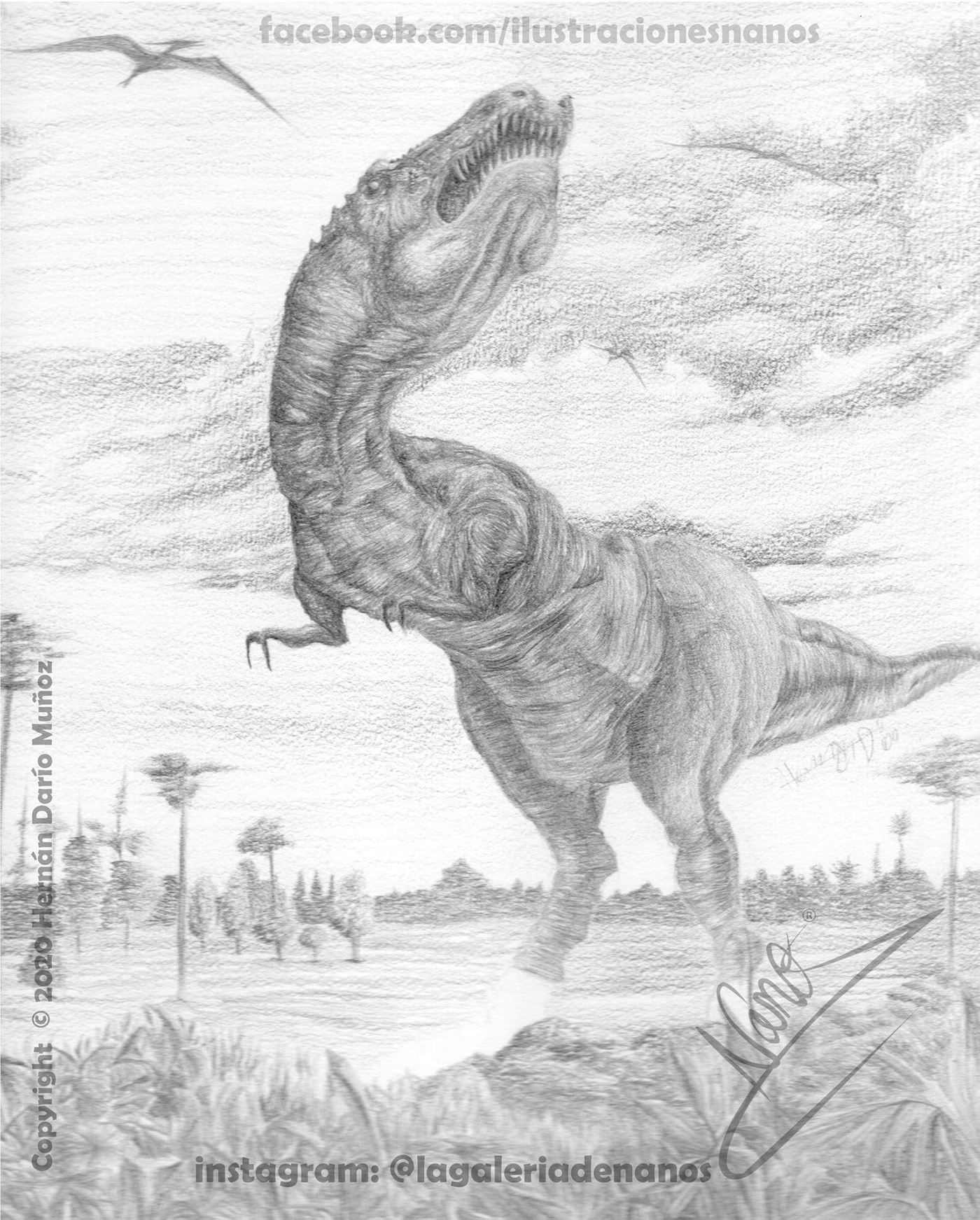 Drawing  ilustracion scientific illustration animals Nature history dinosaurs tyrannosaurus ilustración científica t-rex