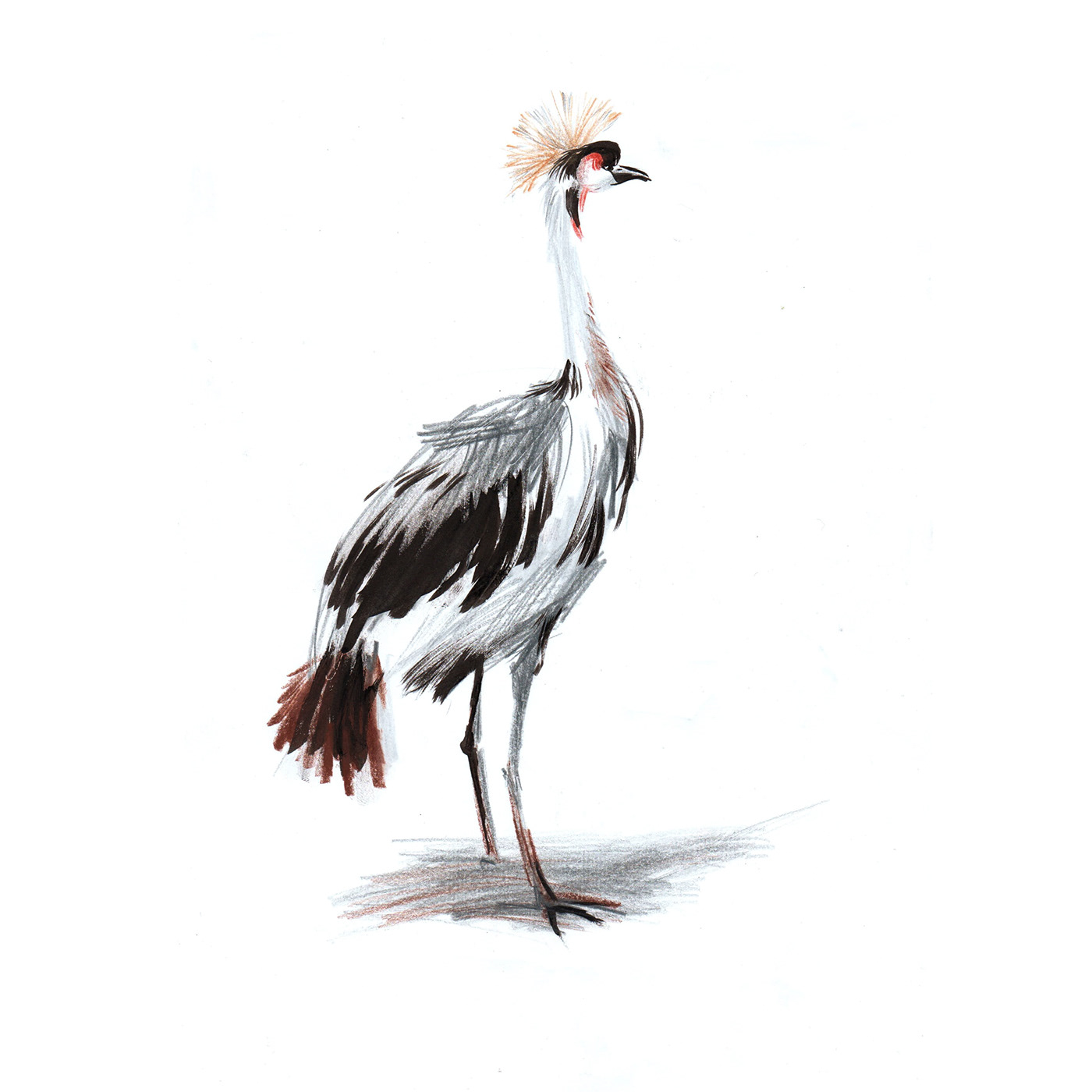 Drawing  sketch sketching ILLUSTRATION  bird animal Nature plein air painting   stock illustration