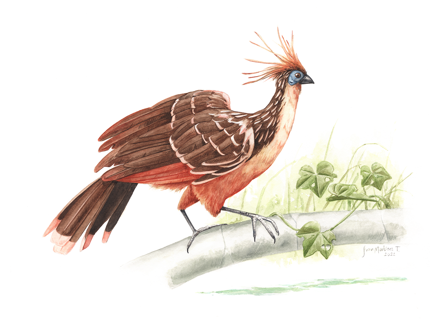 aves birds animals Nature scientific illustration Amazon ilustración científica watercolor acuarela ILLUSTRATION 