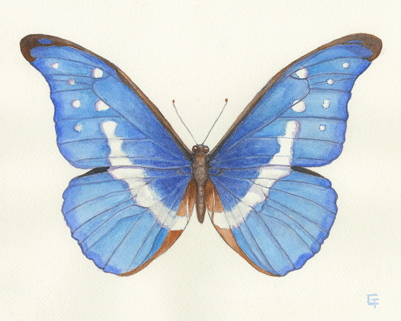blue butterfly ILLUSTRATION  Nature watercolor