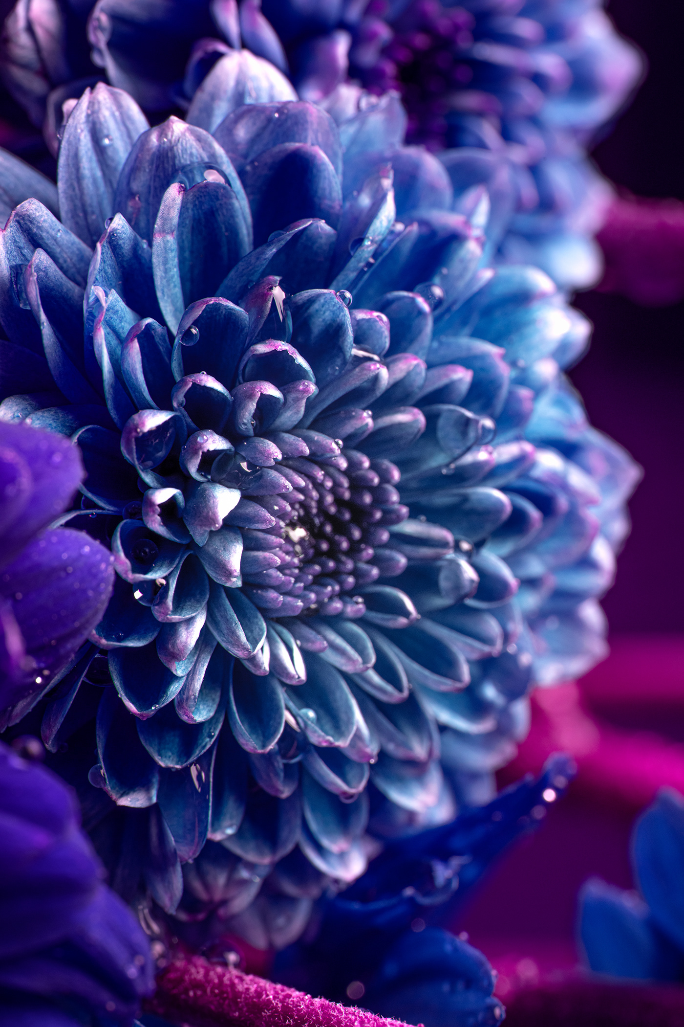close up closeup d850 Flowers fullframe highresolution macro Nikon Photography  wallpaper