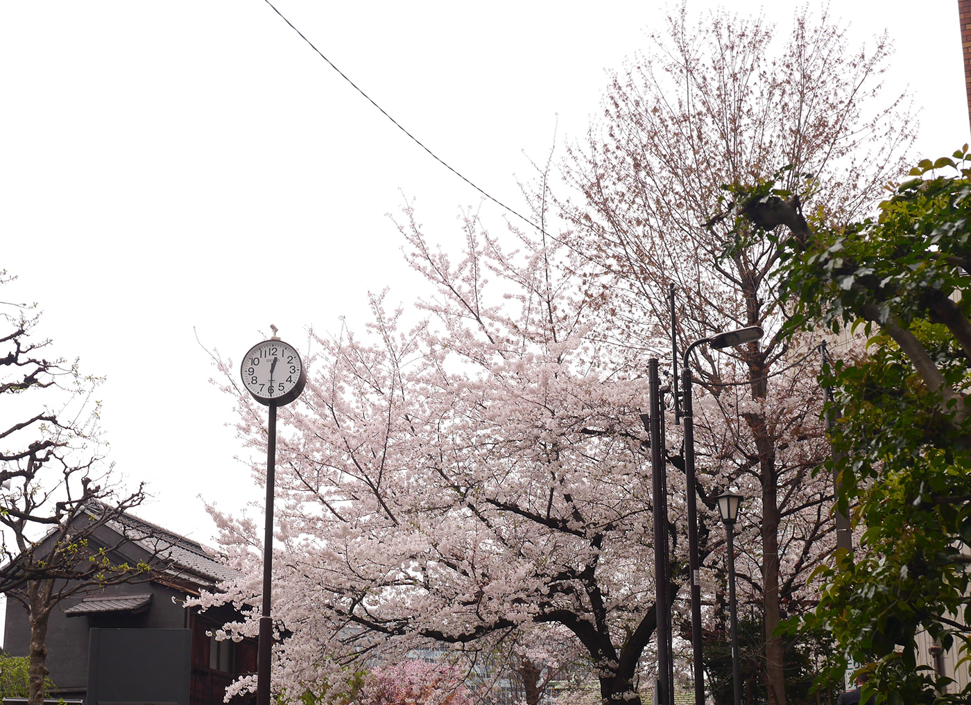 flower cherry blossom