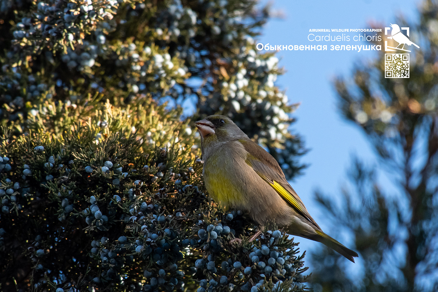 bird birds birdswatching Carduelis chloris European greenfinch Russia volgograd wildlife