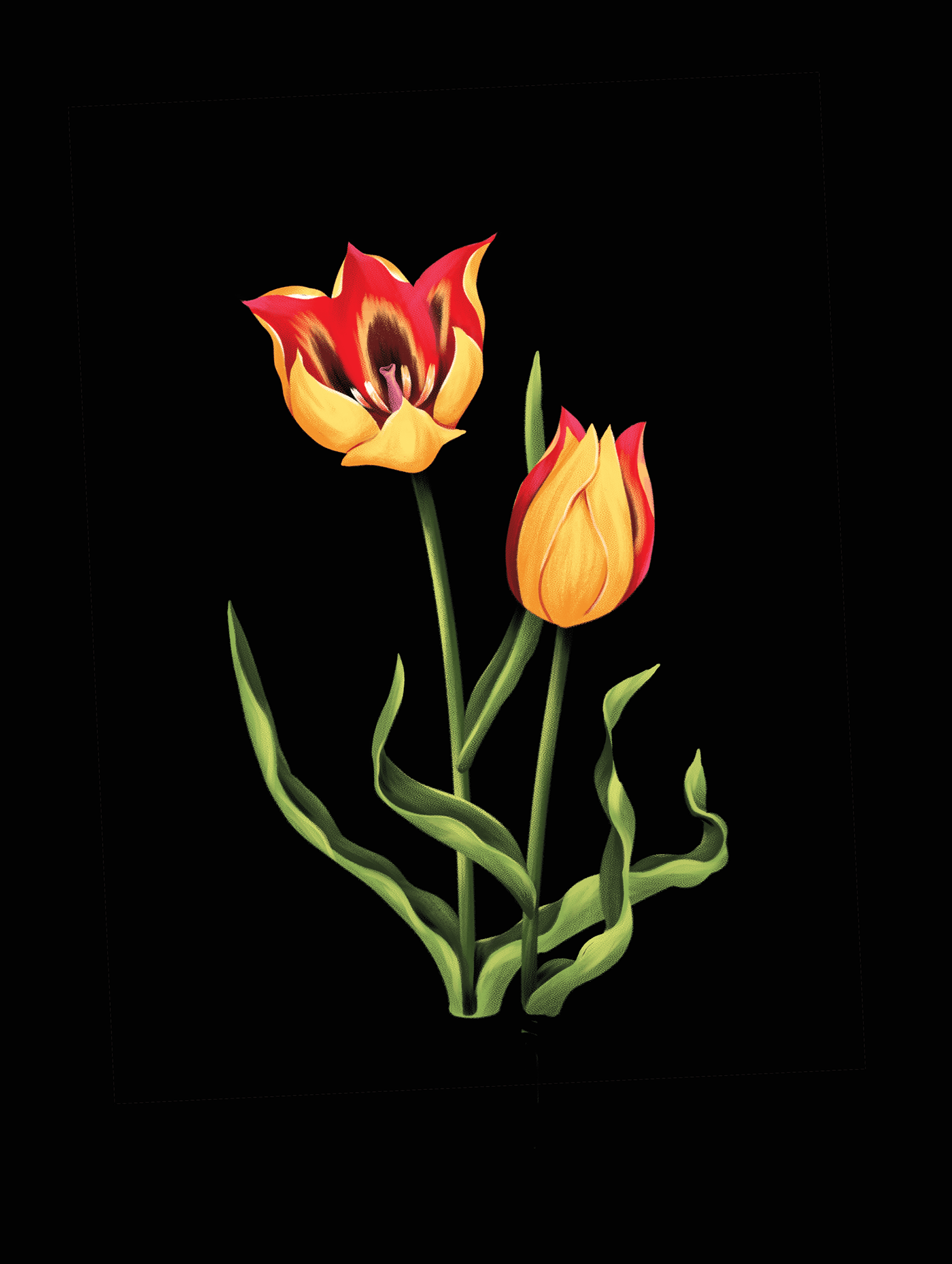Flowers floral botanical ILLUSTRATION  Digital Art  artwork digital illustration tulipa scientific illustration Nature