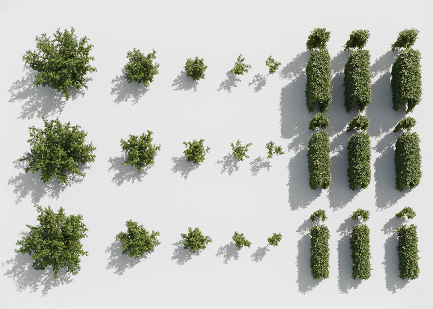 bush hedge sale buy 3D asset railclone realistic plants