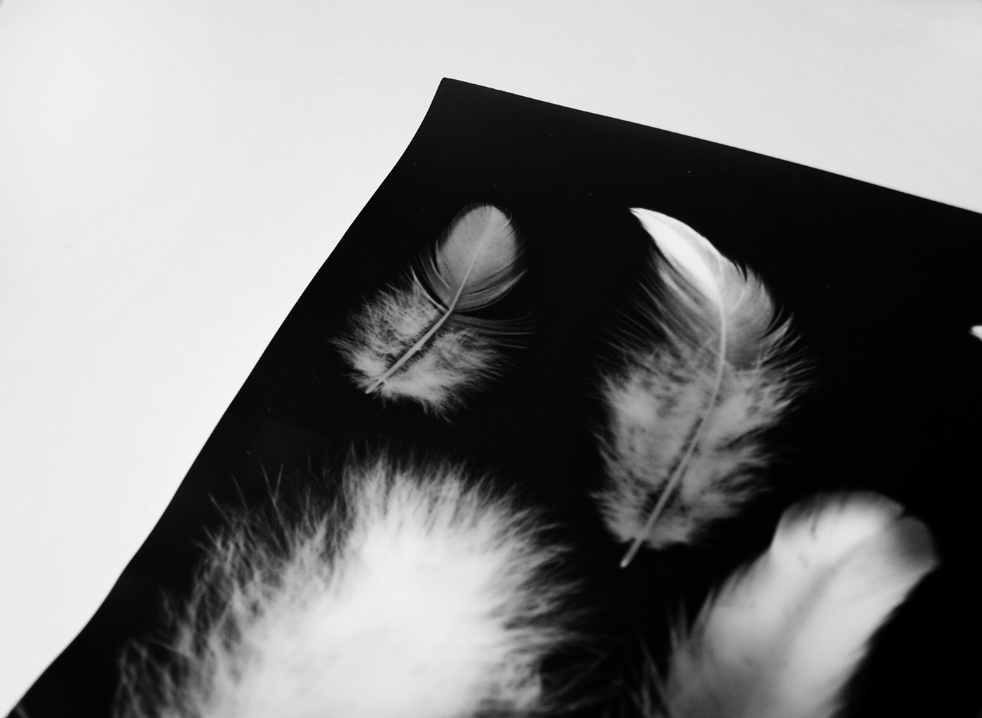 fotogram poster plakat Amadeus Photogram photograph black and white b&w gál barbi galbarb Plume feather bird