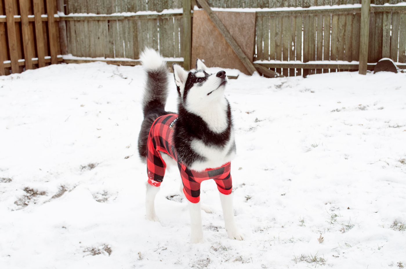 Holiday dog husky Love editorial winter December forever Michigan snow