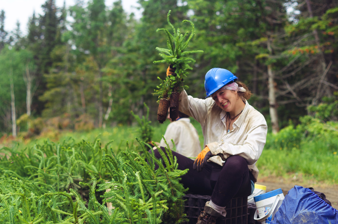 Tree Planting Documentary  Photography  gaspésie Canada forestry