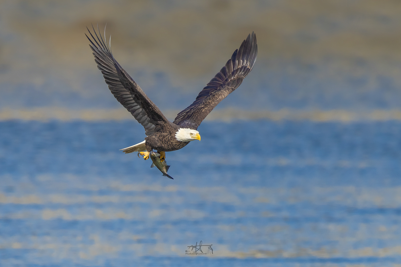 bald eagles Birds of prey Conowingo dam eagles maryland raptors river Susquehanna